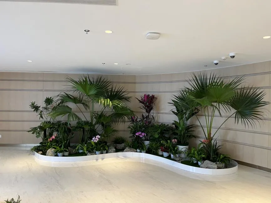 宁波杭州湾花木出租方案